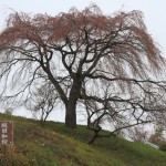 2011.04.22_越田和の桜 (2)
