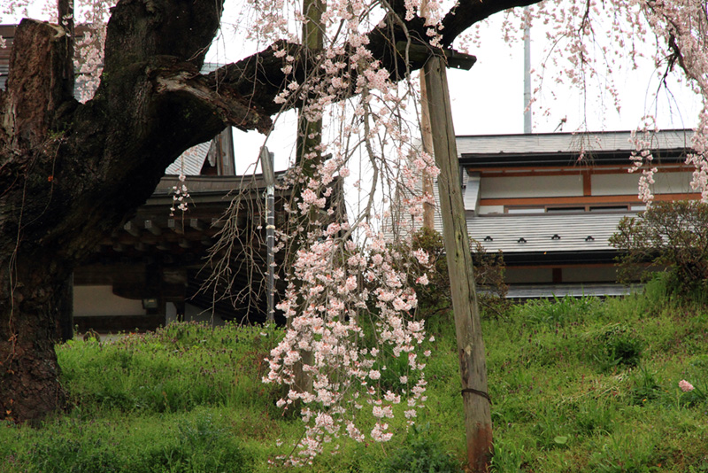 2011.04.20_建福寺の桜