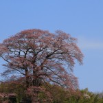 2011.04.21_天神桜_01