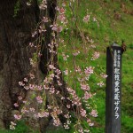 2011.05.01_紅枝垂地蔵桜