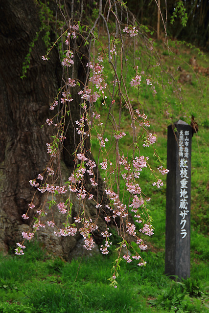 2011.05.01_紅枝垂地蔵桜