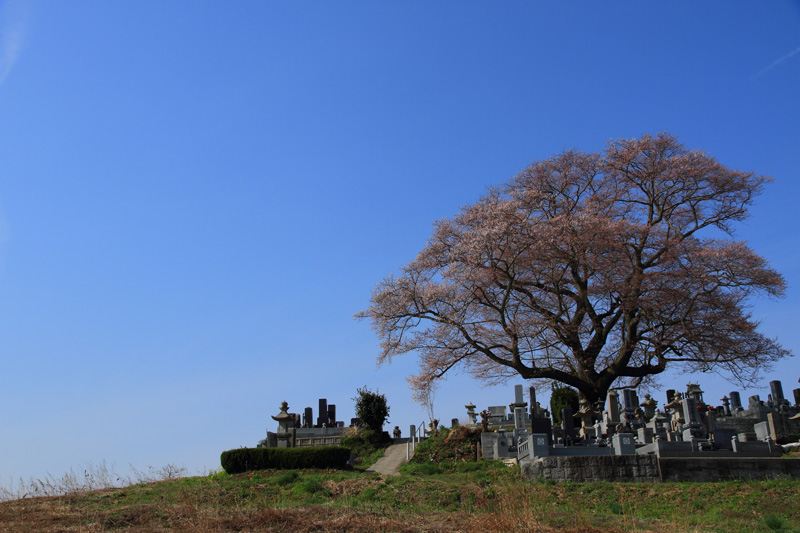 2011.04.21_七草木の桜_03