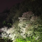 2011.05.05_若松屋旅館の山桜