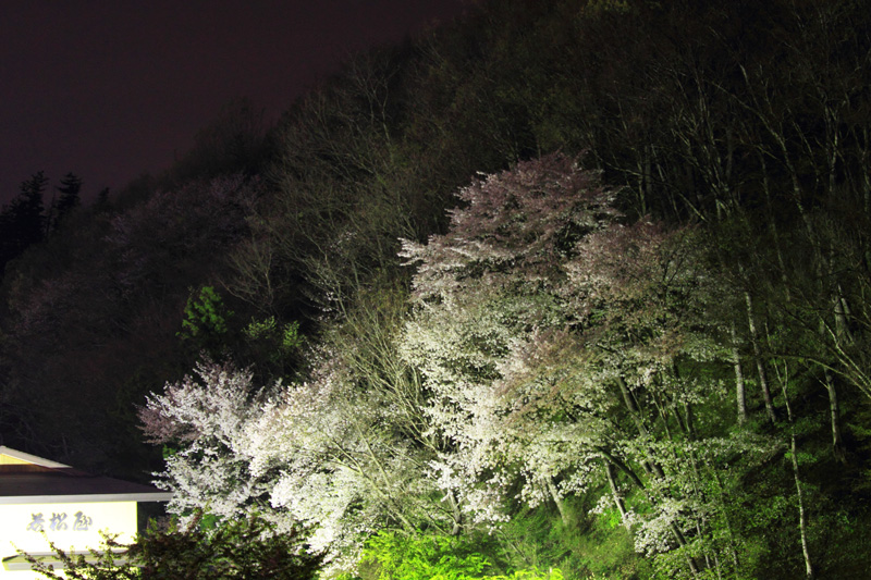 2011.05.05_若松屋旅館の山桜