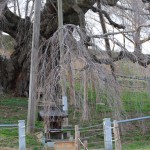 ２０１１年４月１０日　滝桜