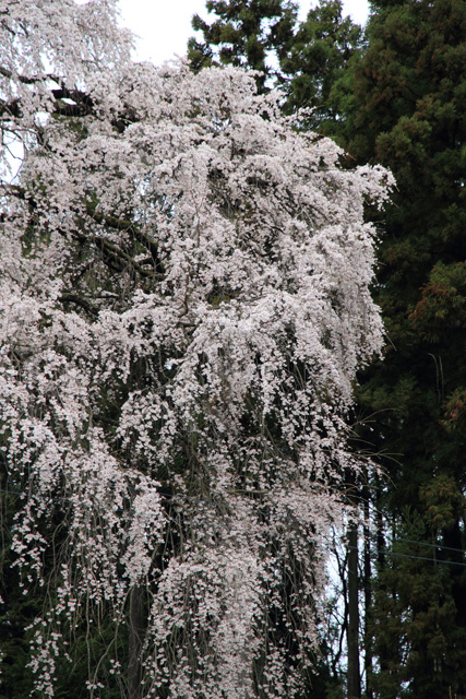 2011.04.20_内出の桜