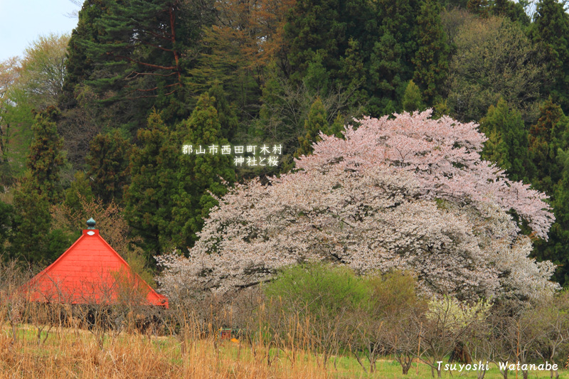 2011.04.28_西田町の神社の桜