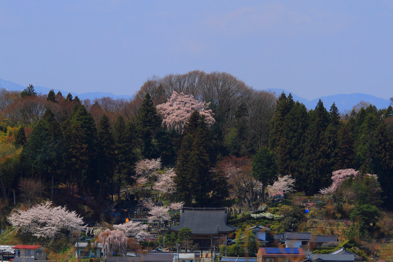 法蔵寺の桜たち