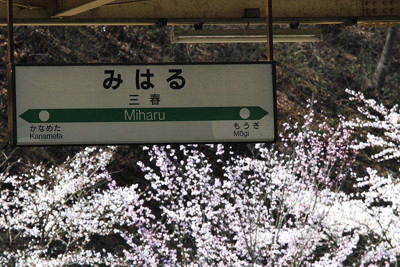 三春駅の桜01