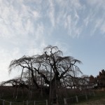 ２０１１年４月１０日　滝桜