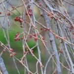 ２０１１年４月１０日　滝桜