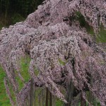 2011.04.23 滝桜_01_