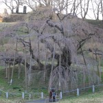 ２０１１年４月１０日　滝桜