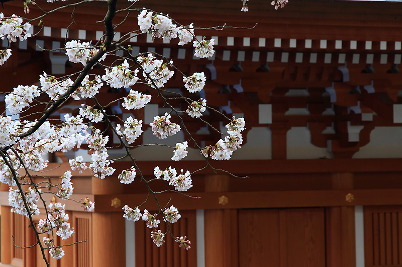 2011.04.23_法蔵寺の桜