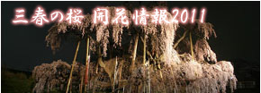 滝桜の写真