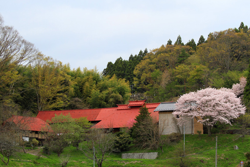 2011.05.06_民家の桜_01