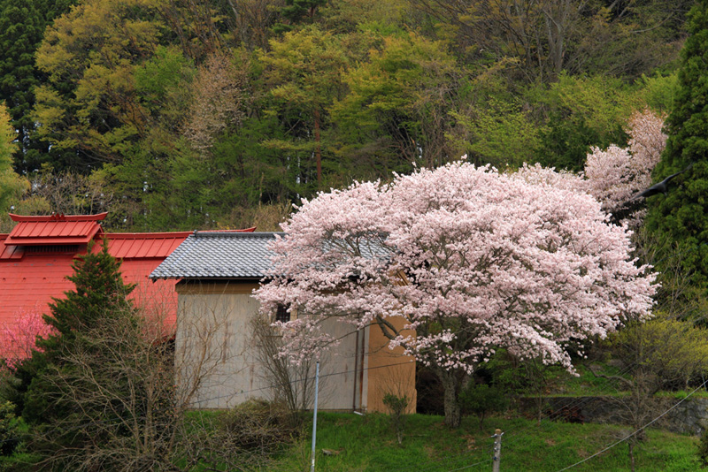 2011.05.06_民家の桜_02