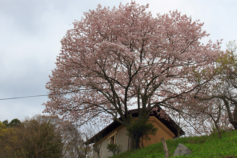 2011.05.06_民家の桜_03