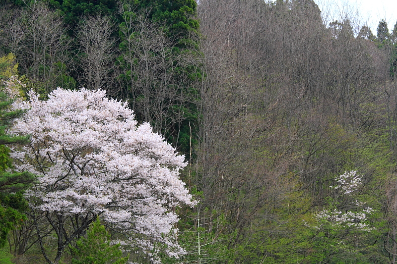 大聖寺近くの山に咲く桜