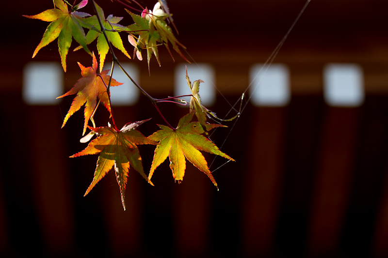 法蔵寺の秋