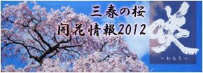 滝桜の写真