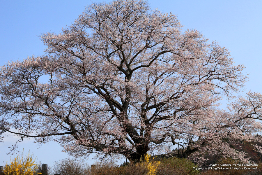 20130416_七草木桜
