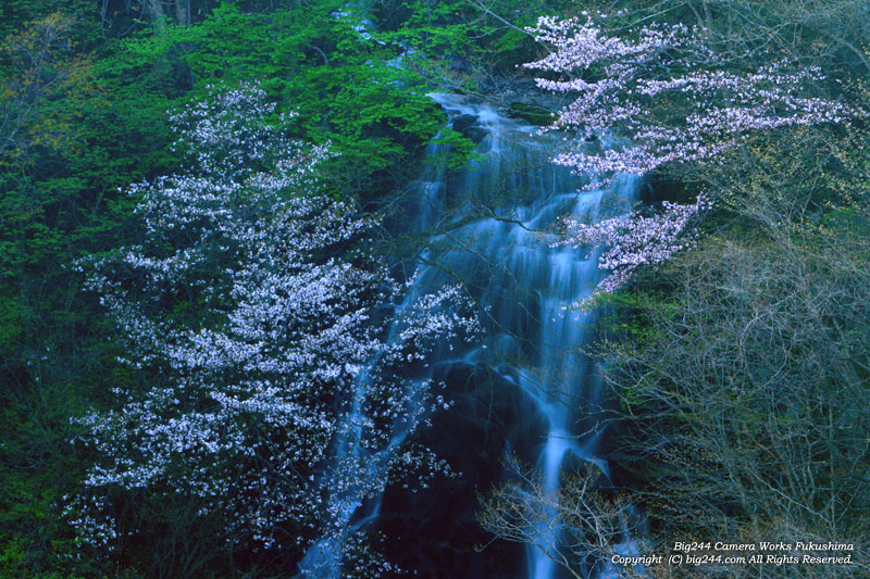 20130515_磐梯山ゴールドライン_滑滝の桜