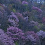 5月　下郷町　戸赤の山桜