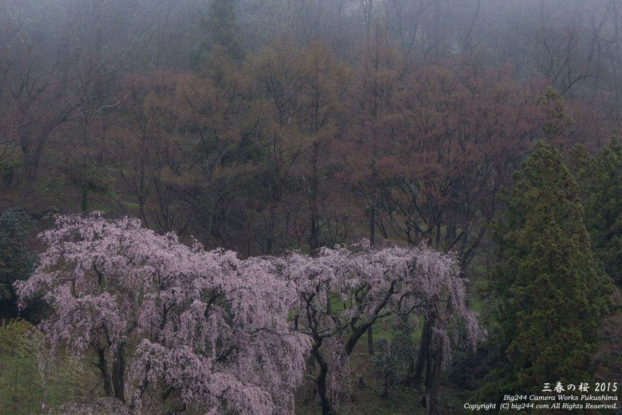 20150414_お城坂の桜-三春町