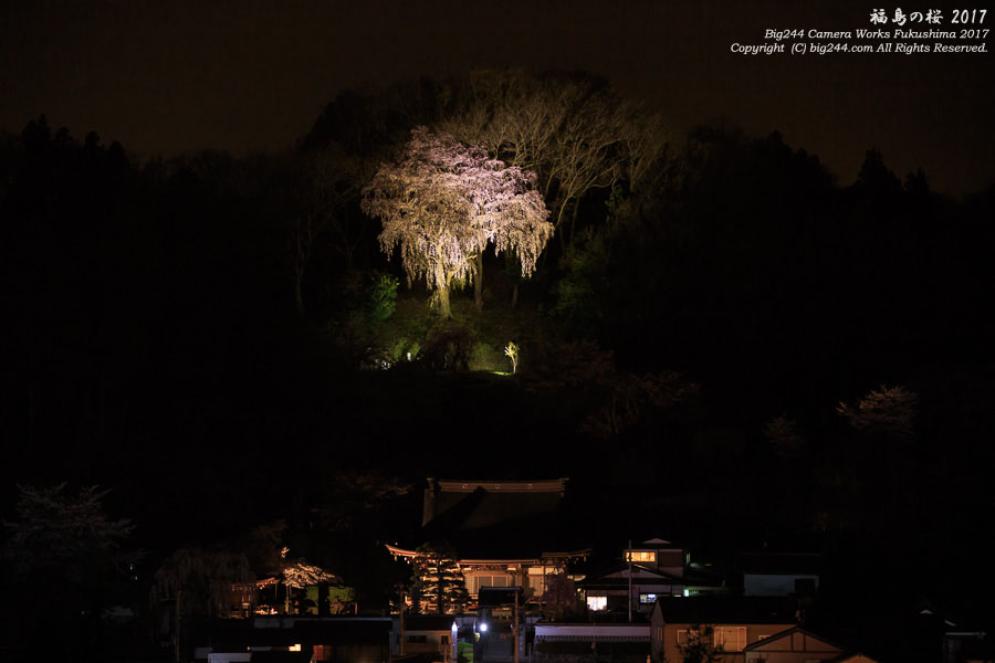 2017-04-18_三春の桜01-法蔵寺ライトアップ