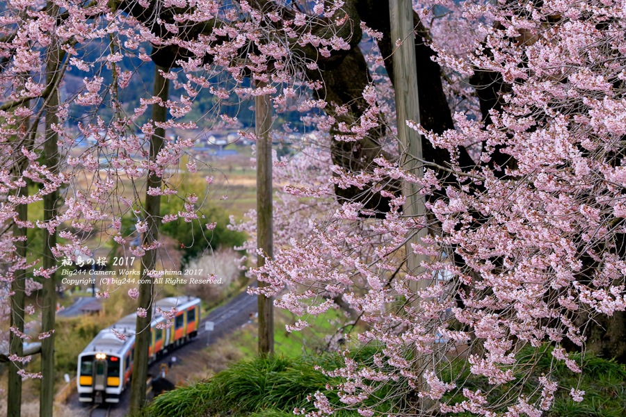 2017-04-12_戸津辺の桜-矢祭町06