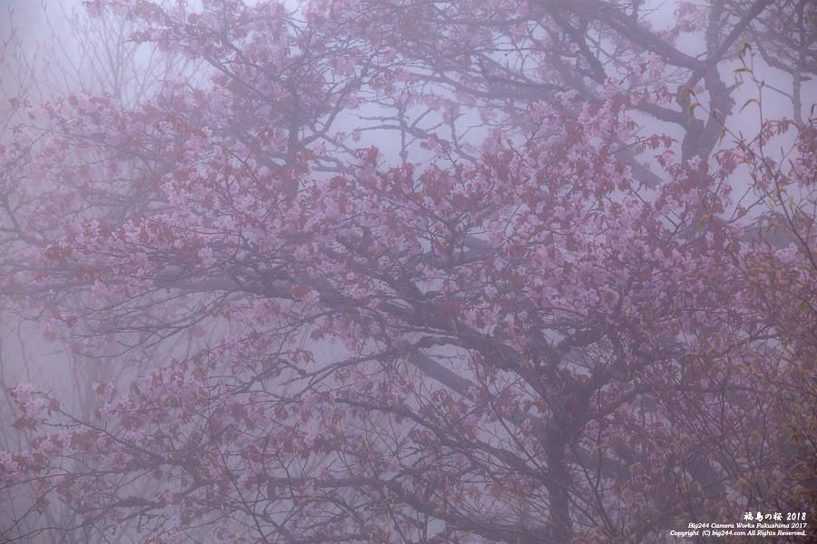 2018-05-04_裏磐梯-ゴールドラインの桜と靄