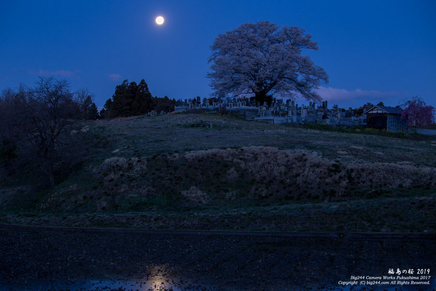 2019-04-20_七草木の桜-三春町01