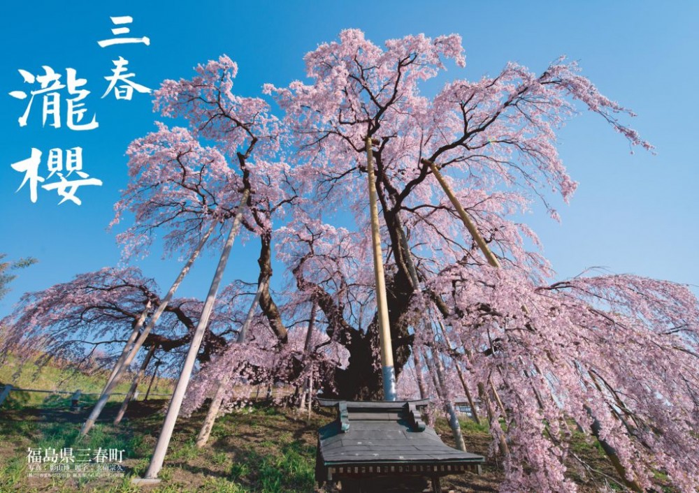 2019三春滝桜_写真HIROSHI-KAGEYAMA