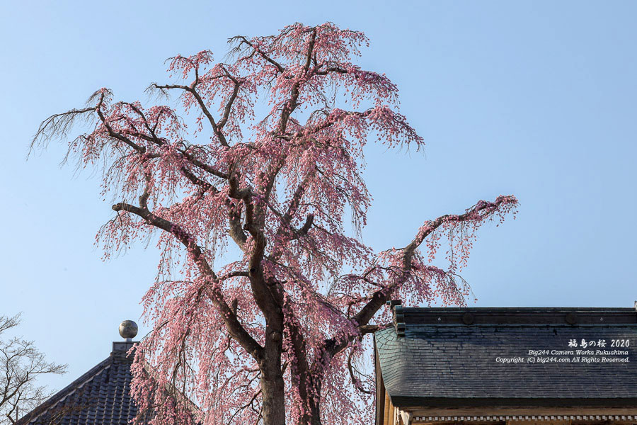 2020-04-08_法華寺の桜