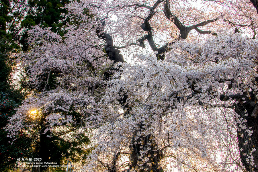 2020-04-04_福島市-小倉寺の桜-01