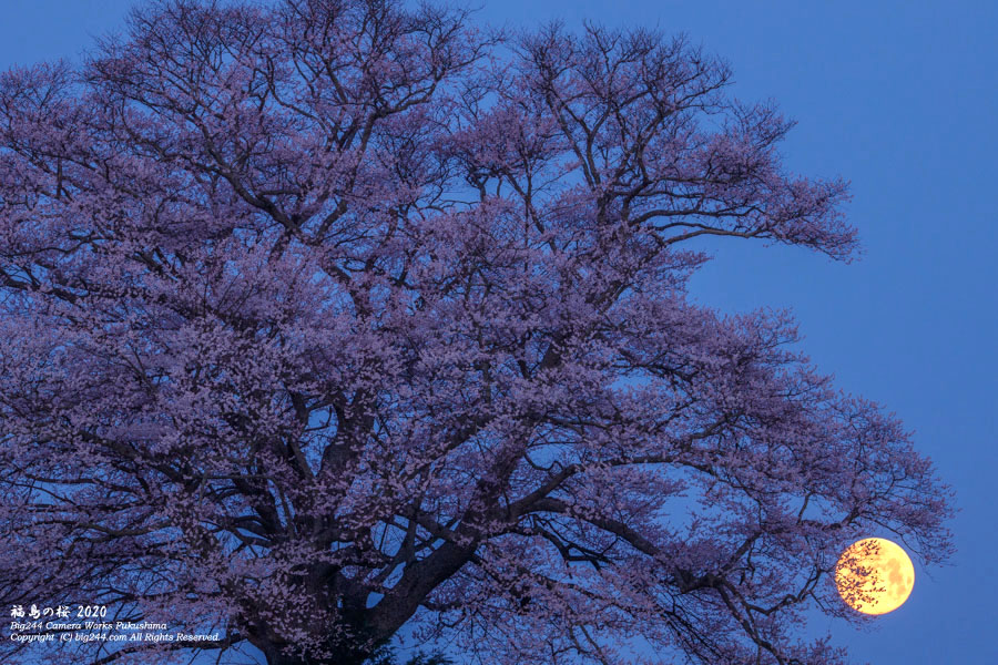 2020-04-08_七草木桜と満月-03