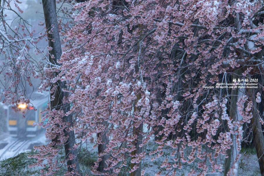 2020-03-29_矢祭町-戸津辺の桜-03