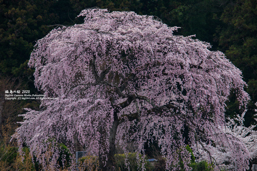 2020-04-12_法蔵寺枝垂れ桜