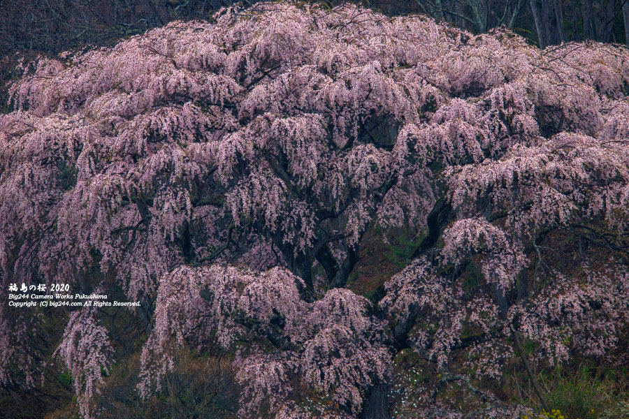 2020-04-18_中田町の桜