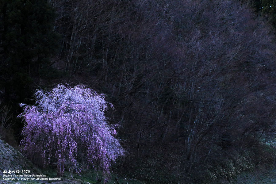 2020-04-11_七草木の桜