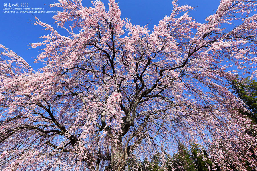 2020-04-11_光岩寺の桜-03