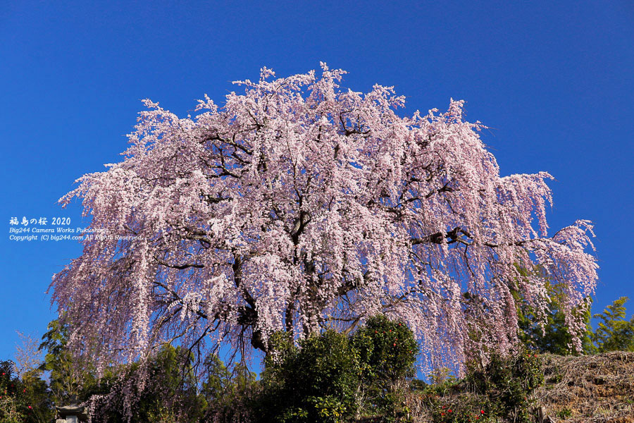 2020-04-11_光岩寺の桜-04