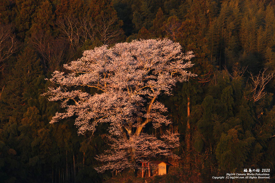 2020-04-11_七草木松山の桜