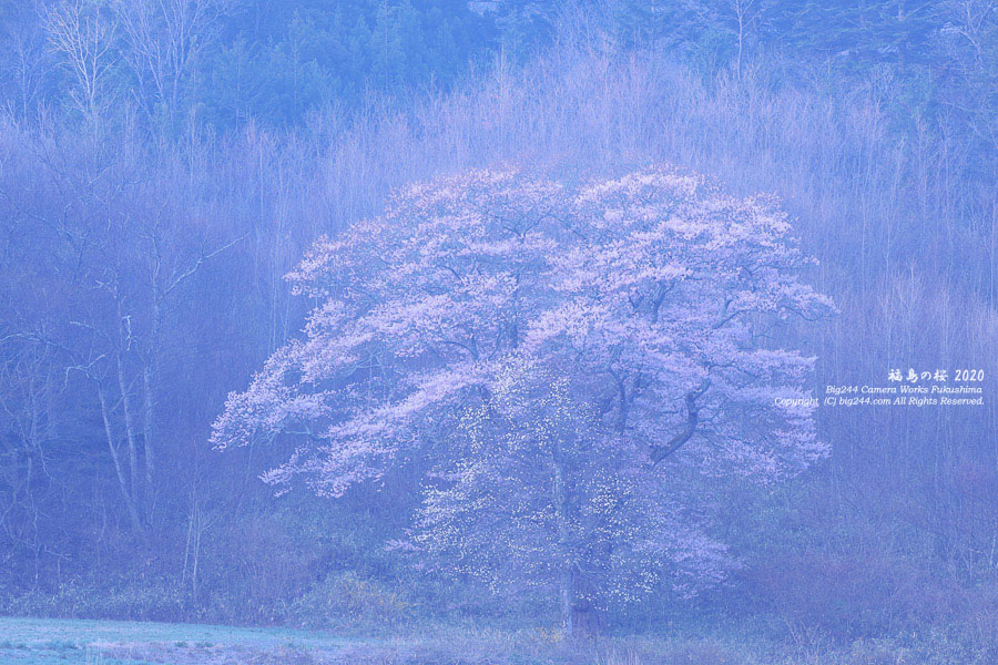 2020-04-26_谷地の桜01
