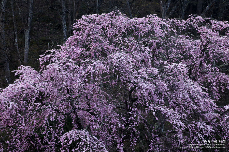 2020-05-01_猪苗代町観音寺の桜