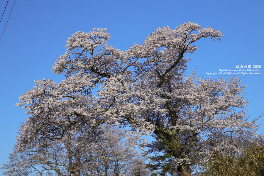 2020-04-26_小野町-羽生の桜