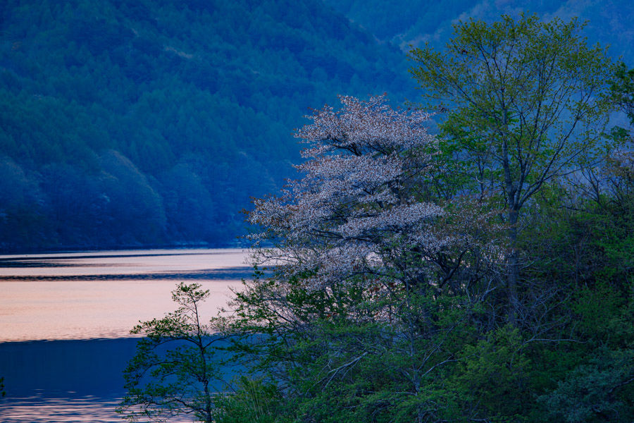 2020-05-15_秋元湖の桜03