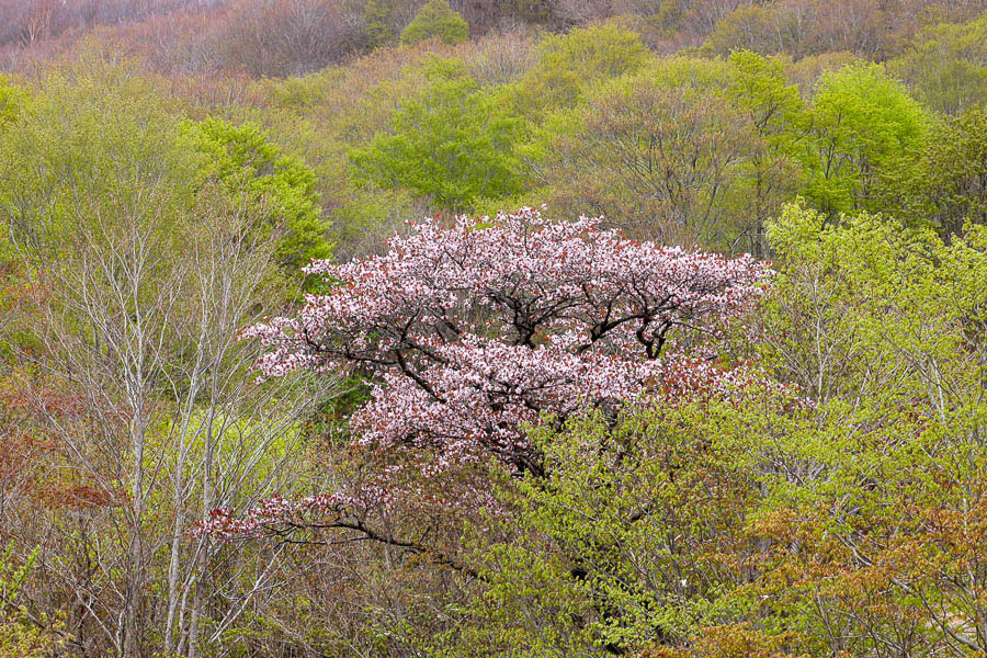 2020-05-15_磐梯町ゴールドラインの桜