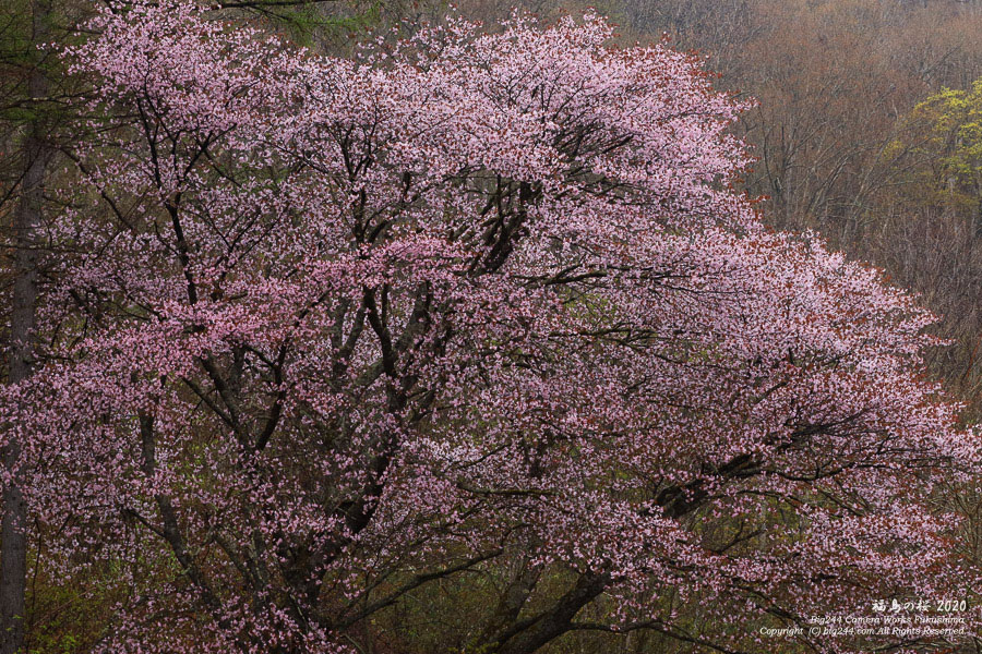 2020-05-10_裏磐梯の一本桜-01